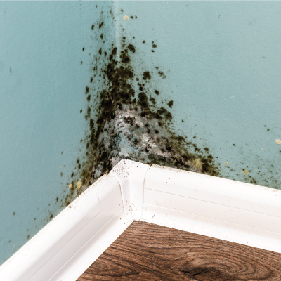 Mould-and-fungi-pollution.png
